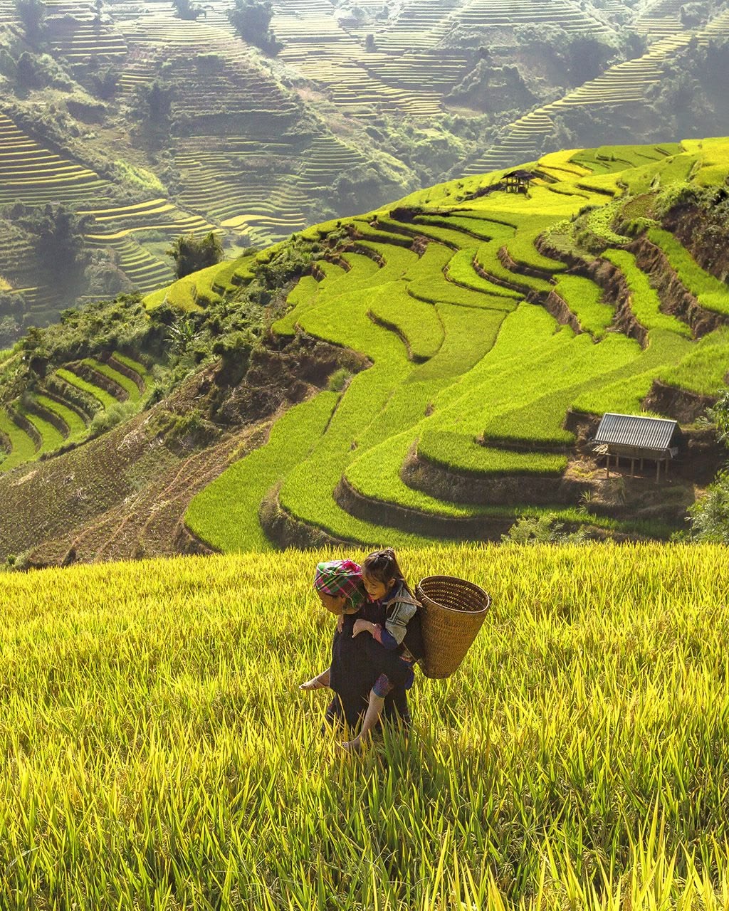 Sapa